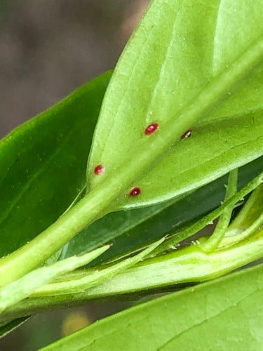 Alloro ciliegino — Bild 2