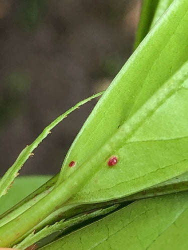 Alloro ciliegino — Bild 3