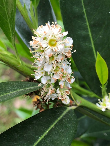 Alloro ciliegino — Bild 6