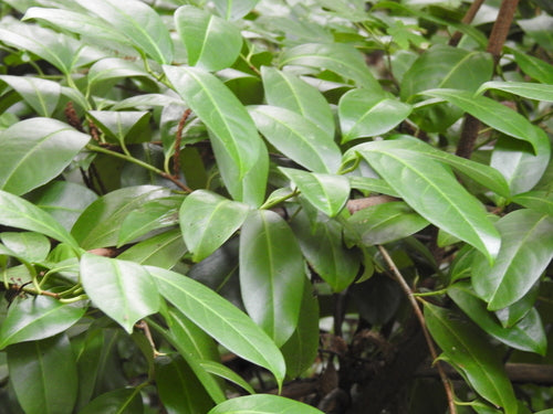 Alloro ciliegino — Bild 3