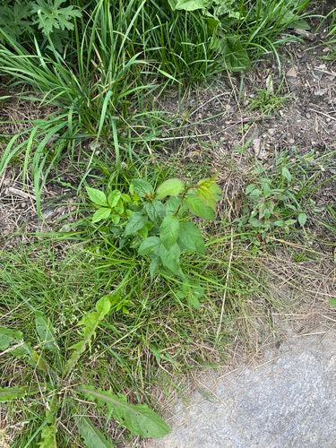Prugna ciliegia — Bild 3
