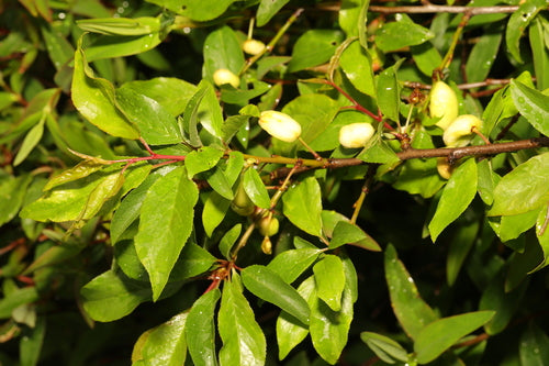 Prugna ciliegia — Bild 5