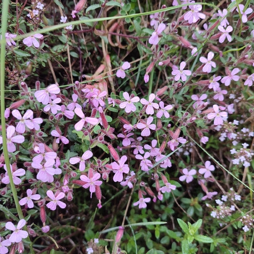Saponaria del cuscino — foto 2 di 8