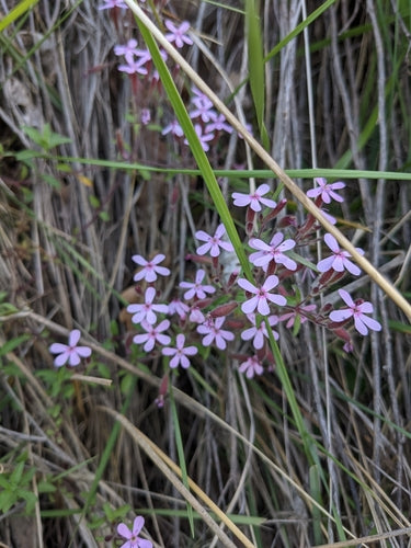 Saponaria del cuscino — foto 1 di 8
