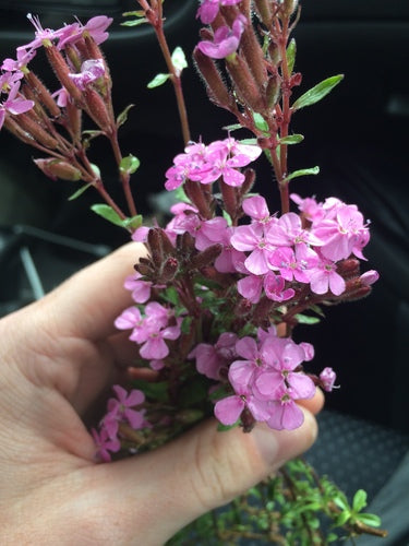 Saponaria del cuscino — foto 5 di 8