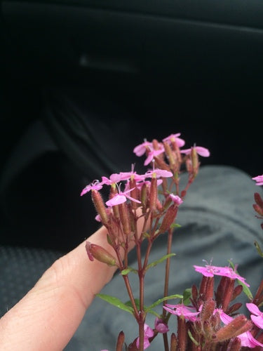 Saponaria del cuscino — foto 4 di 8