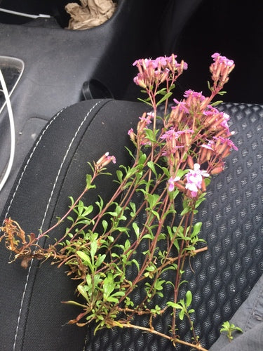 Saponaria del cuscino — foto 3 di 8