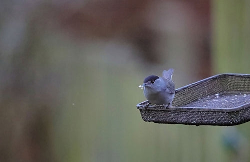 Warbler — Bild 5