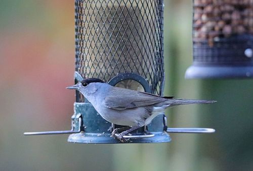 Warbler — Bild 4