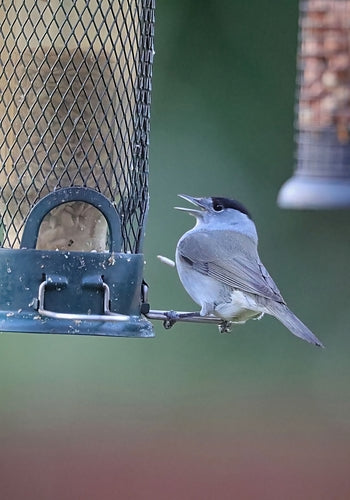 Warbler — Bild 3