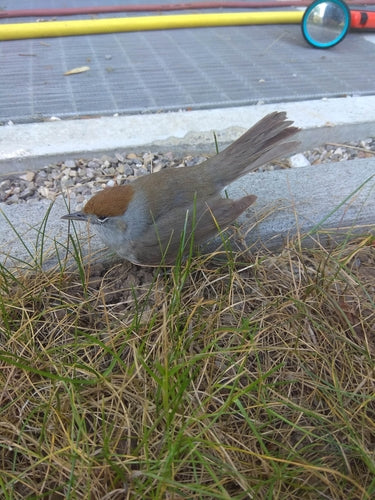 Warbler — Bild 1