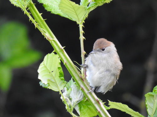 Warbler — Bild 2