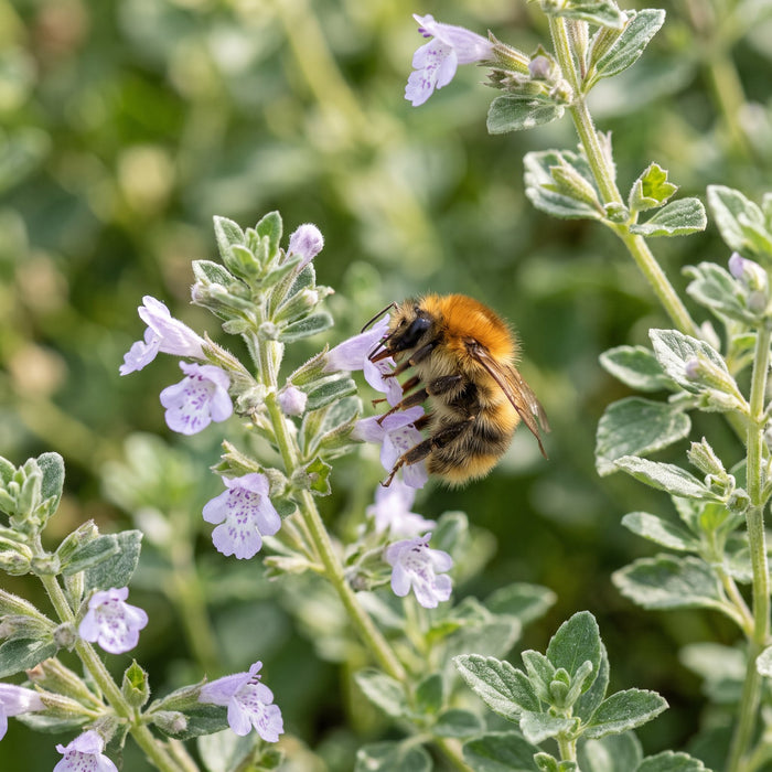 Blüte von Kleinblütige Bergminze (Calamintha nepeta) in Nahaufnahme (KI-generiert)