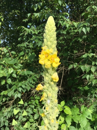 Verbasco a fiore piccolo — Bild 5