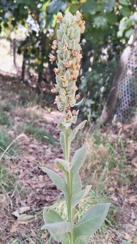 Verbasco a fiore piccolo — Bild 4