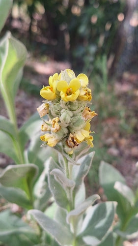 Verbasco a fiore piccolo — Bild 3
