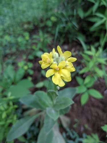 Verbasco a fiore piccolo — Bild 2