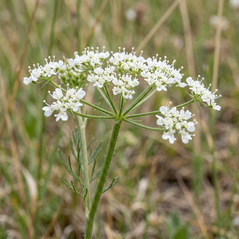 Piccola castorona (Pimpinella saxifraga), illustrazione IA