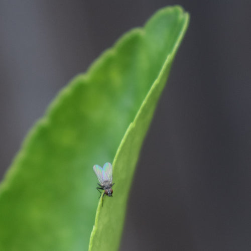 Piccola mosca domestica — foto 5 di 21