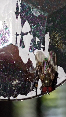 Piccola mosca domestica — Bild 5