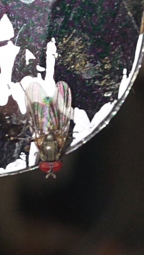Piccola mosca domestica — Bild 4