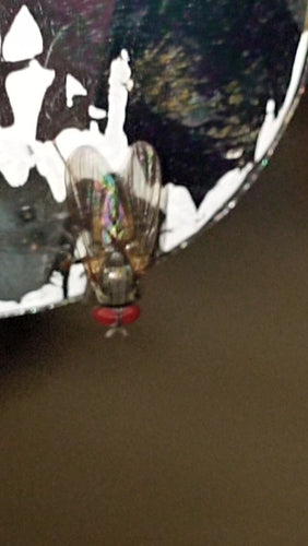 Piccola mosca domestica — Bild 3
