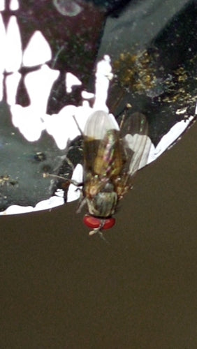 Piccola mosca domestica — Bild 2