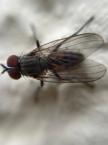 Piccola mosca domestica — foto 3 di 21