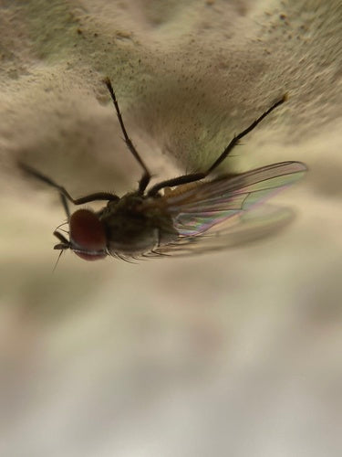Piccola mosca domestica — foto 2 di 21