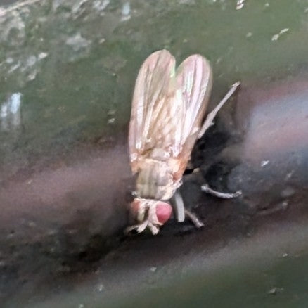 Piccola mosca domestica — foto 4 di 21
