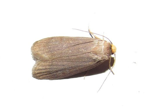 Piccola falena di cera — Bild 5