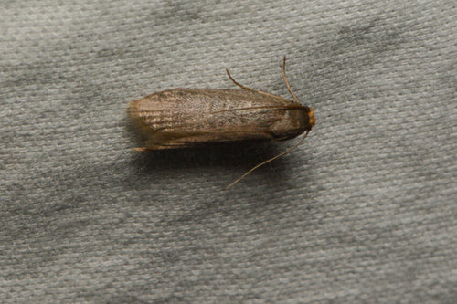 Piccola falena di cera — Bild 3