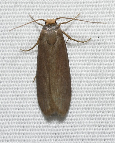 Piccola falena di cera — Bild 4