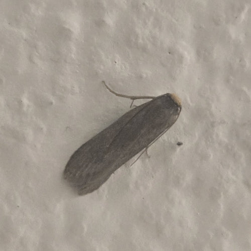 Piccola falena di cera — Bild 2