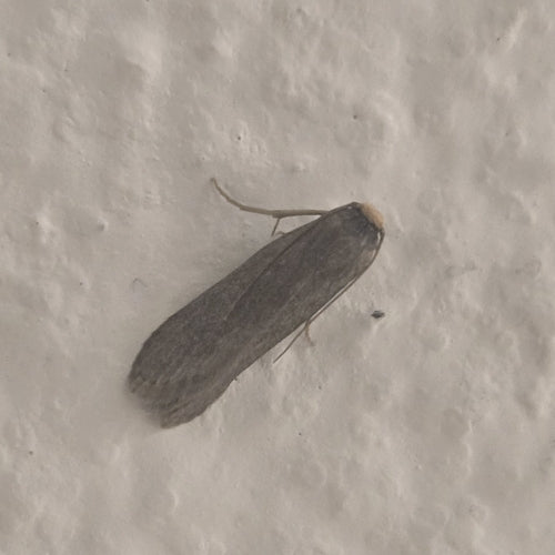 Piccola falena di cera — Bild 1