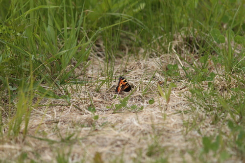 Piccola volpe — Bild 5