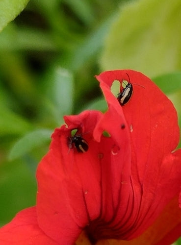 Piccola pulce di carbone striata — Bild 5