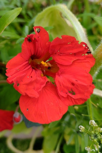 Piccola pulce di carbone striata — Bild 3