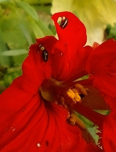 Piccola pulce di carbone striata — Bild 2