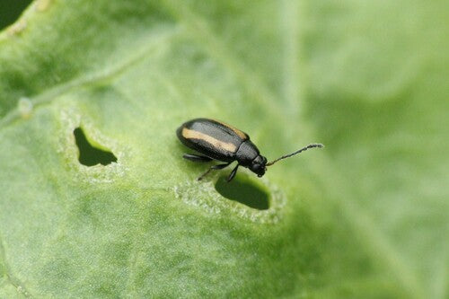 Piccola pulce di carbone striata — Bild 1