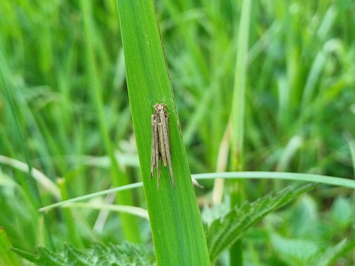 Portaborse piccolo — Bild 4