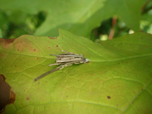 Portaborse piccolo — Bild 5