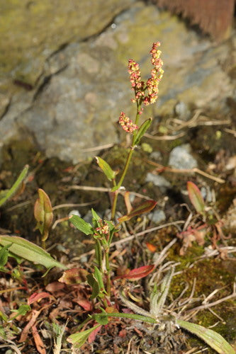 Piccola acetosa — Bild 5