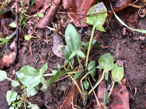 Piccola acetosa — Bild 4