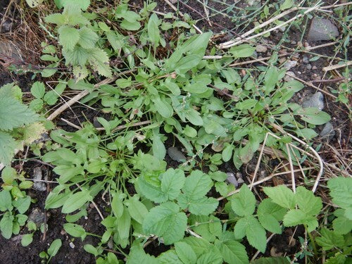 Piccola acetosa — Bild 3