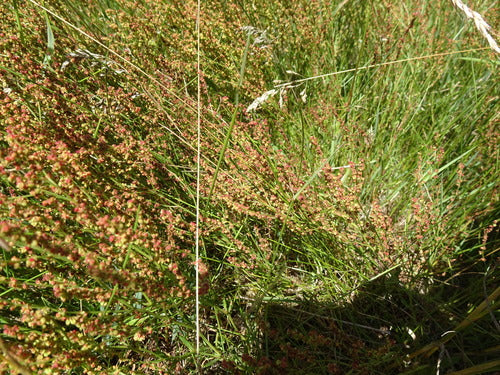 Piccola acetosa — Bild 2