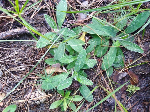 Piccola pilosella — foto 4 di 10