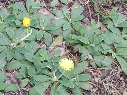 Piccola pilosella — foto 5 di 10
