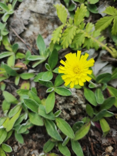 Piccola pilosella — foto 3 di 10