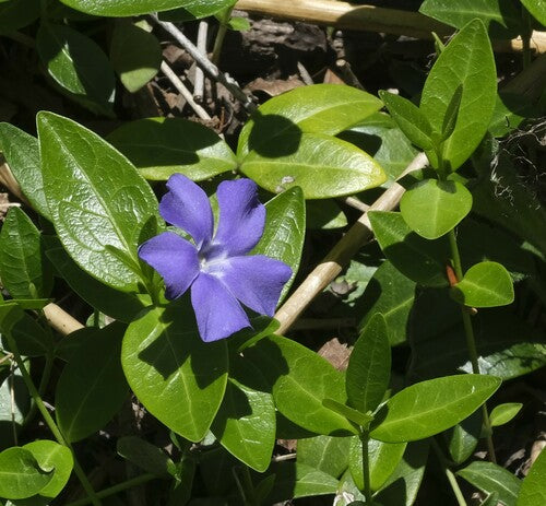 Piccolo sempreverde — Bild 2